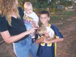 Petting Foster family pig