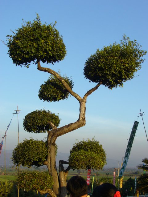 thai_bonsai