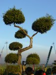 thai_bonsai